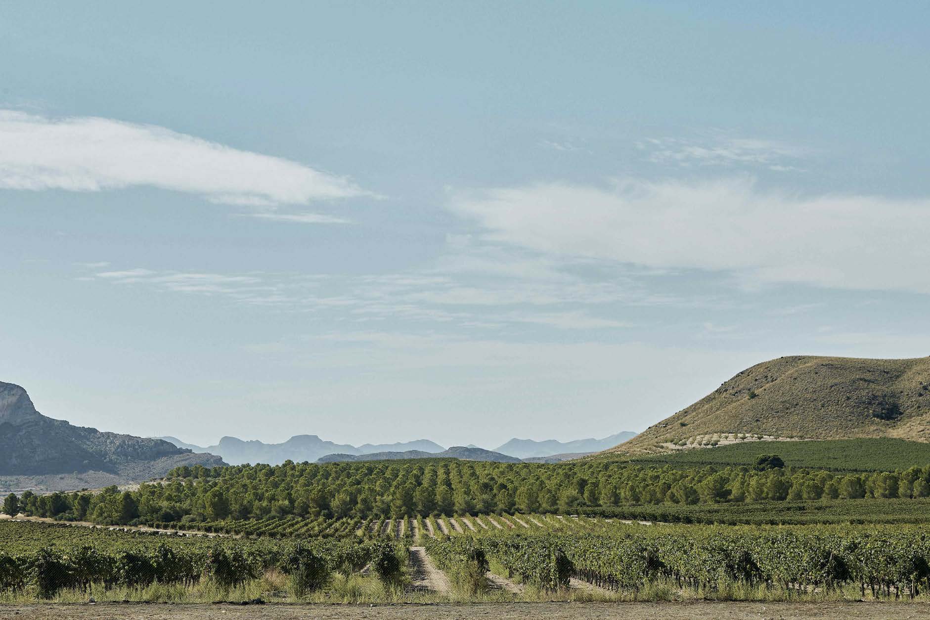 Cielo y viñedos de fondo