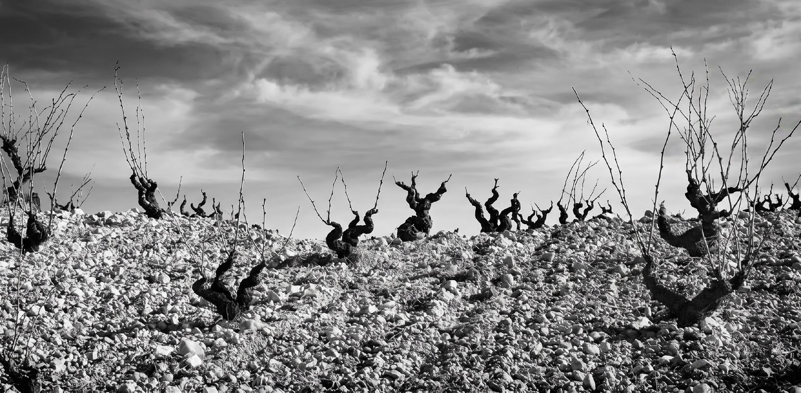 Viñedo rocoso bajo cielo dramático
