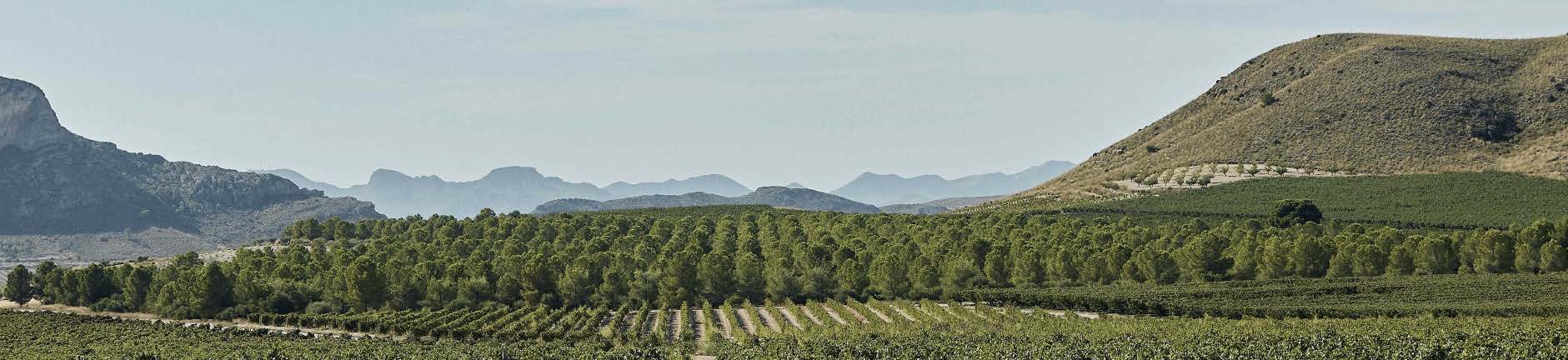 Viñedos de Paraje de la Aragona